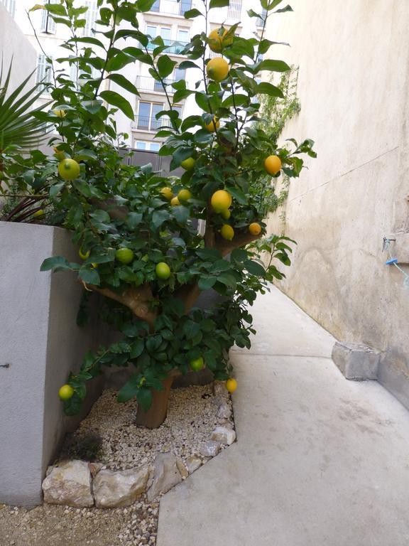 L'Orangeraie Et La Palmeraie D'Endoume Marseille Eksteriør bilde